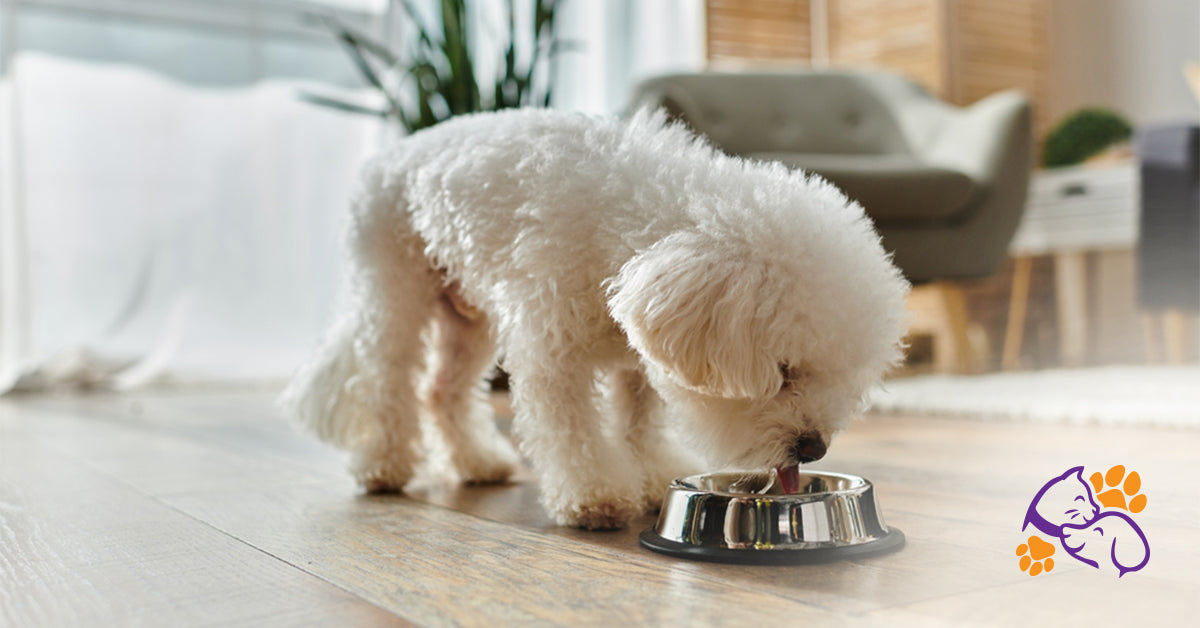 How to Choose the Best Dog Food for Each Life Stage