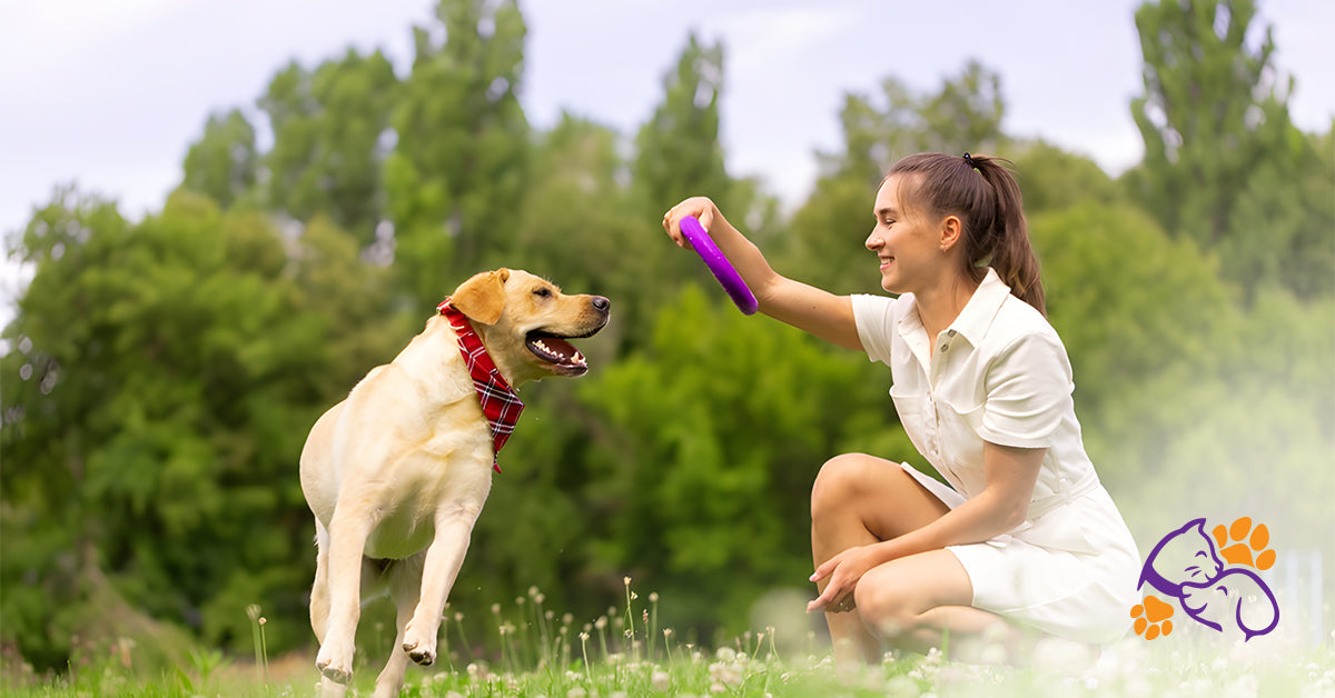 How to Choose the Best Pet Accessories for Your Furry Friend