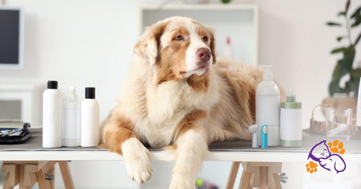 Premium Pet Grooming Products Every Pet Owner Needs