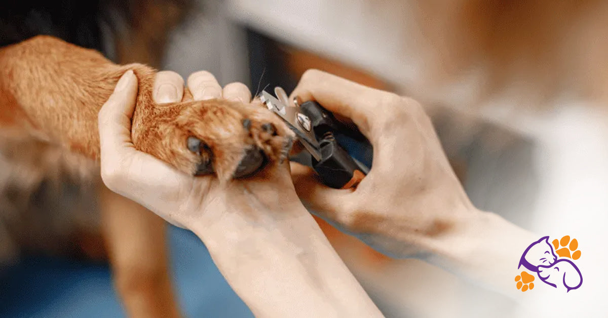 Top Grooming Tools That Reduce Shedding at Home