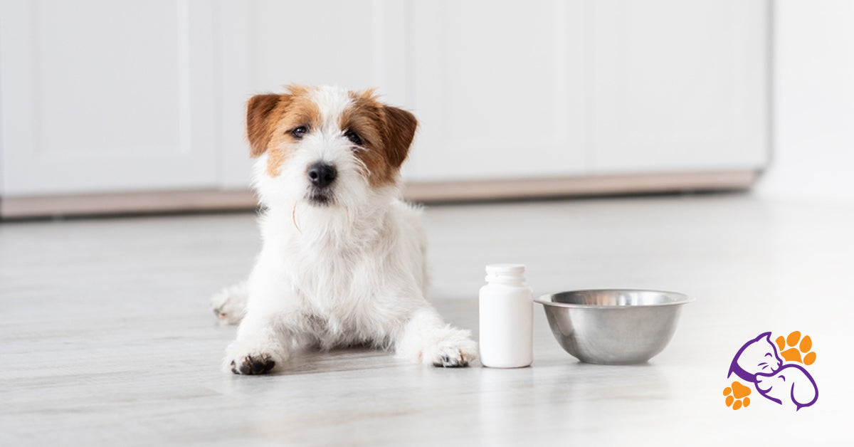 Why Your Dog’s Behavior May Link to Their Diet